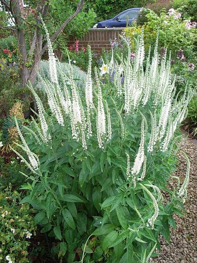 Veronica longifolia, medicinal properties