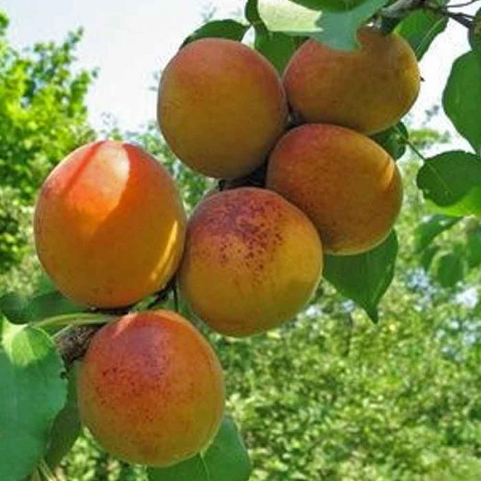 Лучшие сорта абрикоса для краснодарского края с фото и описанием