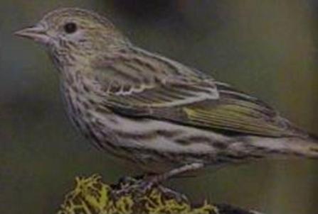 songbirds of the Leningrad region