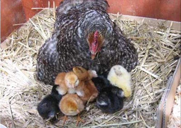 сколько сидит курица на яйцах