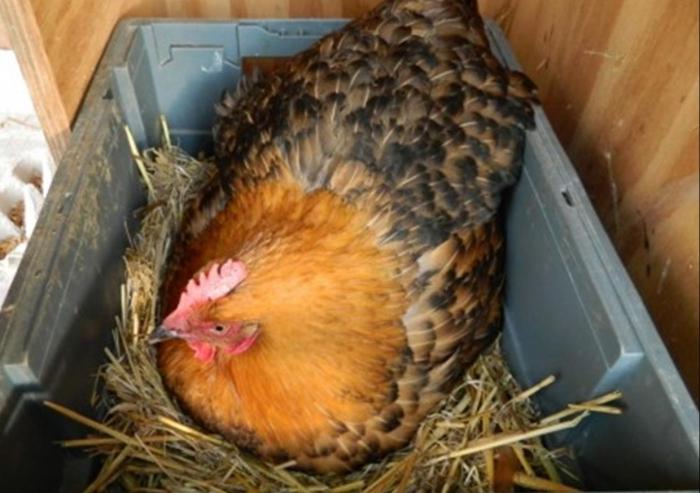 курица сидит на яйцах