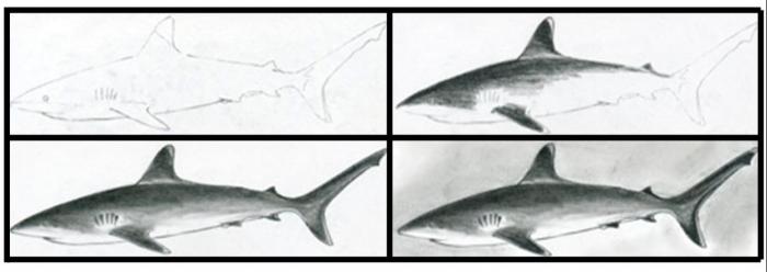 как нарисовать акулу карандашом