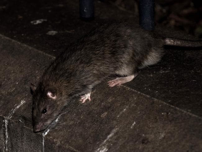 крысы в метро москвы