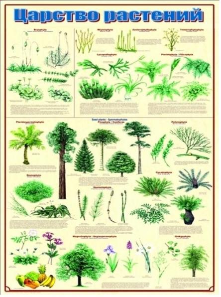 царство растений