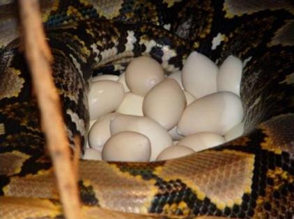 laying of python eggs