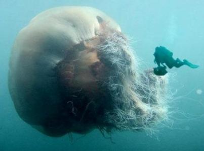 самая большая медуза