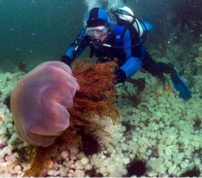 самая большая медуза в мире