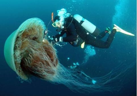 самая большая в мире медуза
