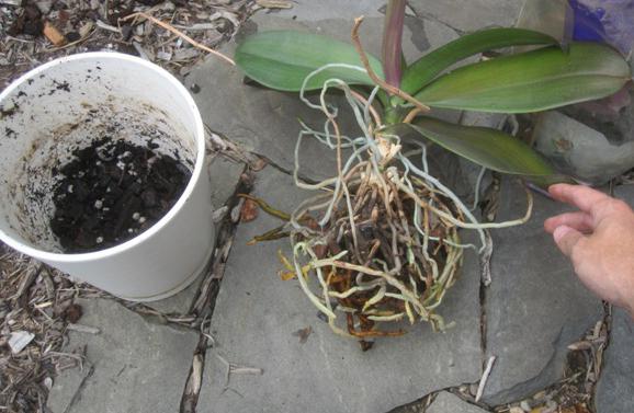 transplant home flowers