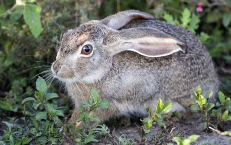 riddles about hares with answers