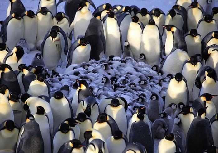 защита потомства пингвины