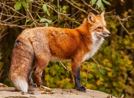 продолжительность жизни лисы