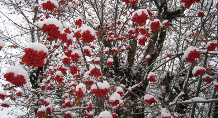 riddles about mountain ash with answers