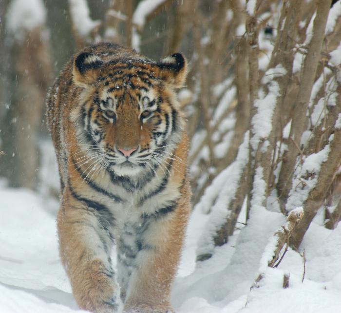 в какой природной зоне обитает тигр 