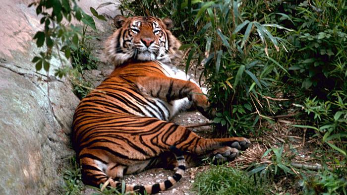 в какой природной зоне находится тигр