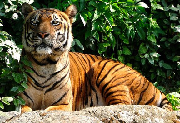 тигры в какой зоне обитают