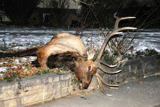 downed moose fine liability