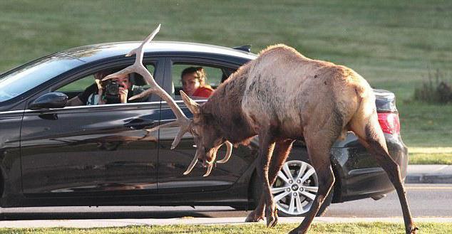 if you hit a moose what a fine