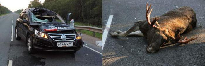 what happens if you bring down a moose on a car