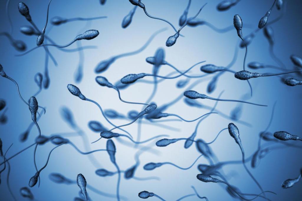Сперматозоиды - сколько живут в женском организме