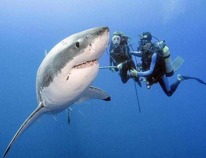 giant white shark