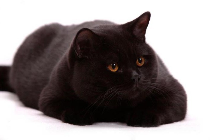 british black cat