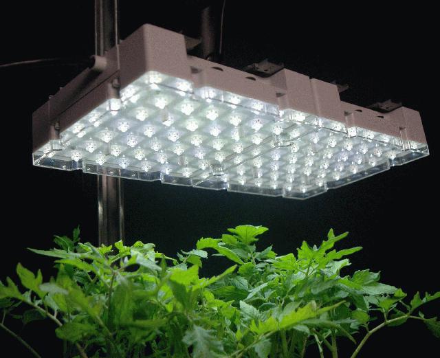 Люминесцентные лампы для комнатных растений