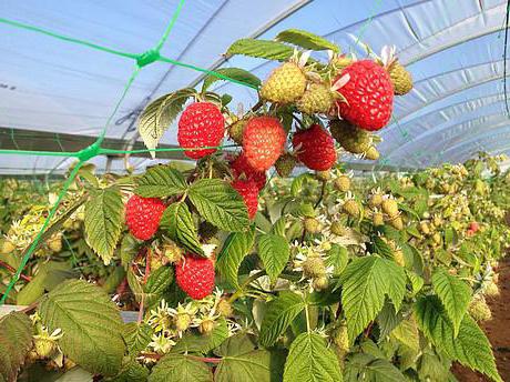 How to plant raspberries