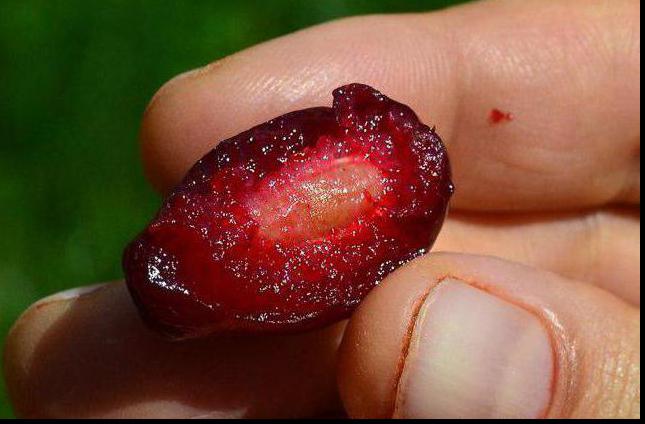 Кизил сушеный полезные свойства целебной ягоды