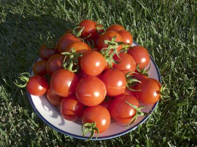 How to close cherry tomatoes