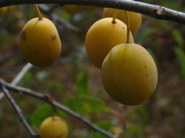 Yellow cherry plum tkemali sauce