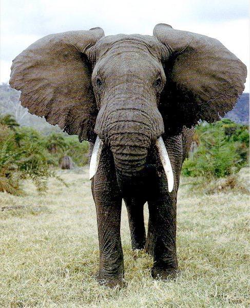 Африканский слон отличается от индийского
