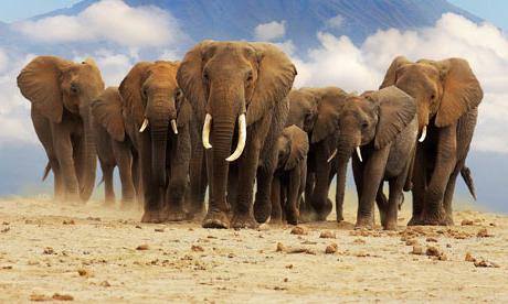 Слон африканский и индийский слон