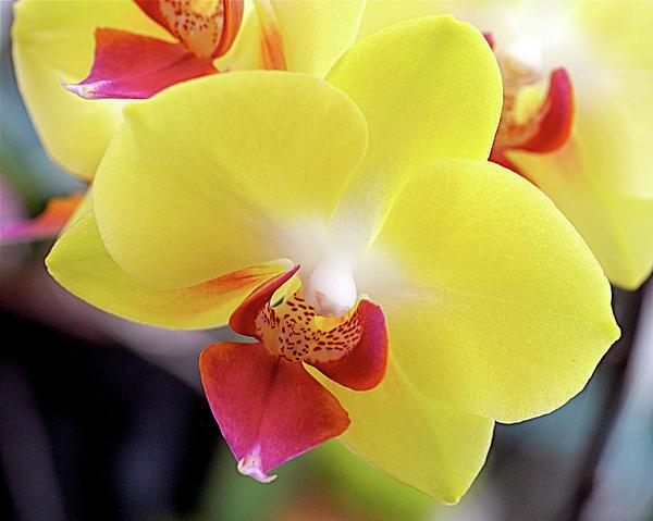Желтые пятна на листьях орхидеи