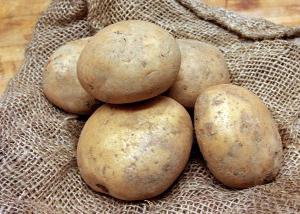 Vernalization of potatoes before planting