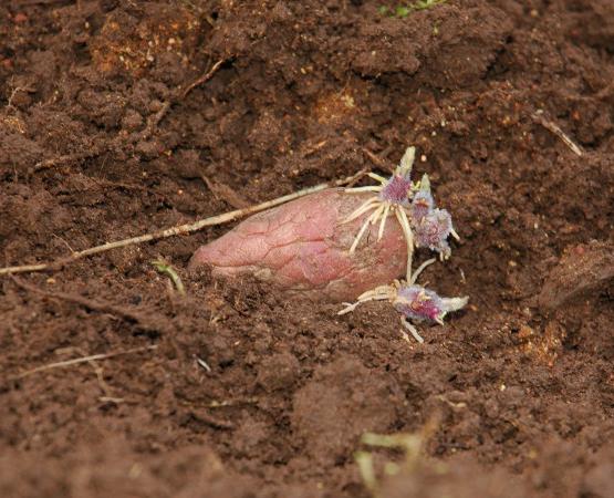 vernalization of potatoes before planting in the ground