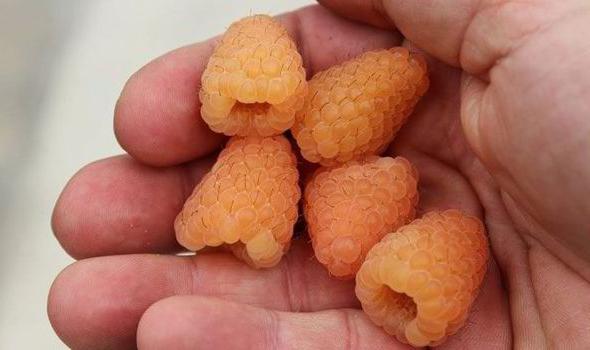 Сорт малины оранжевое чудо отзывы описание