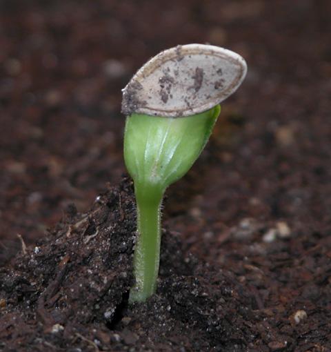 What varieties of zucchini are best planted