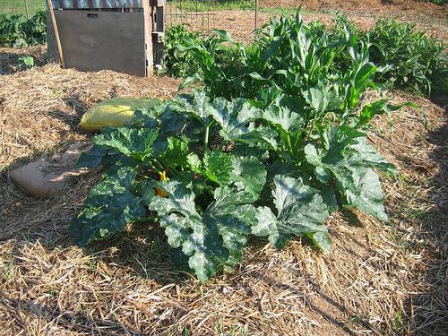 Zucchini for seedlings when to sow