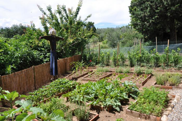 Compatible vegetables in the garden table