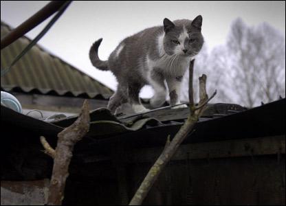 живут ли в припяти люди