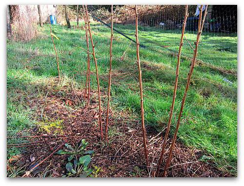 raspberry variety Patricia planting and care