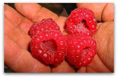 how to feed raspberries