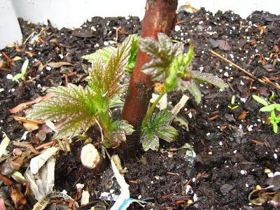 raspberry seedlings Patricia