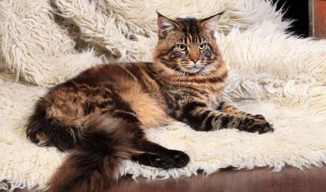 популярные породы кошек в россии