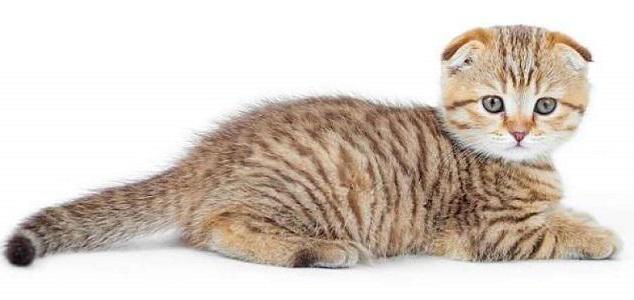 популярные породы кошек с фотографиями и названиями