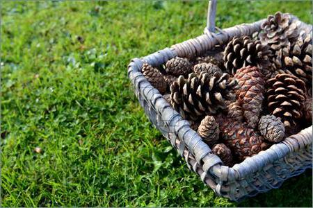 paustovsky basket with fir cones