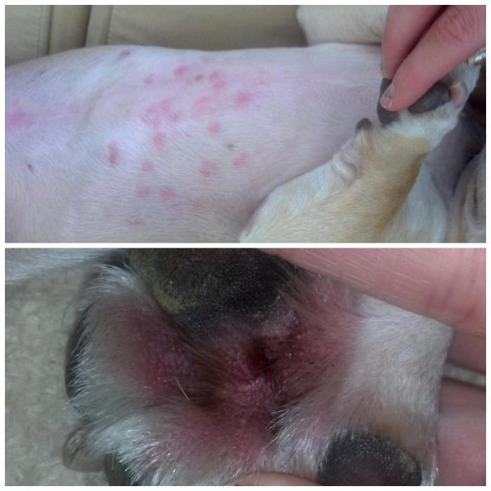 Аллергия у собаки на препарат дана thumbnail