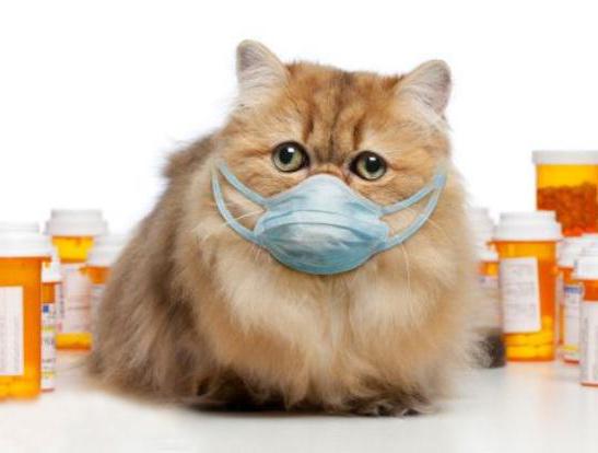 глисты у кошек симптомы и лечение