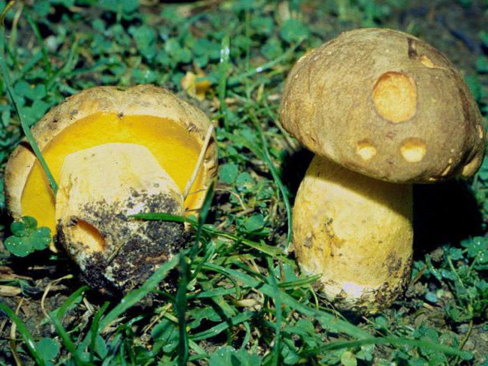 полубелый гриб фото